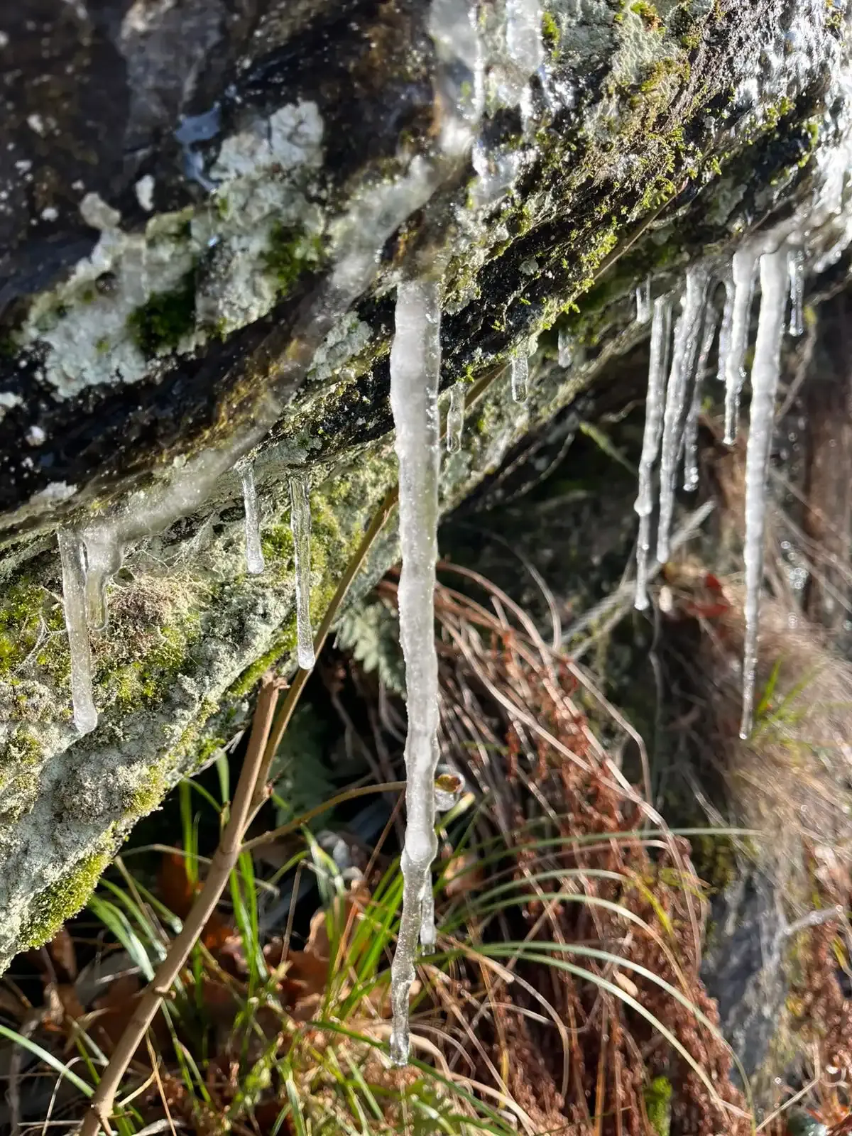 Trauerbegleitung in Borna - einfühlsame Begleitung